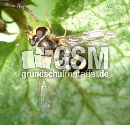 Gemeine Feldschwebfliege-2.jpg